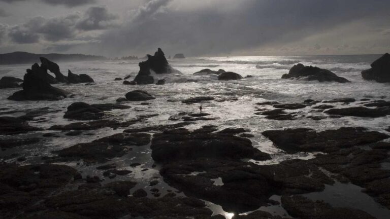 What Is Included In The 11Xplay Reddy Login Registration App?